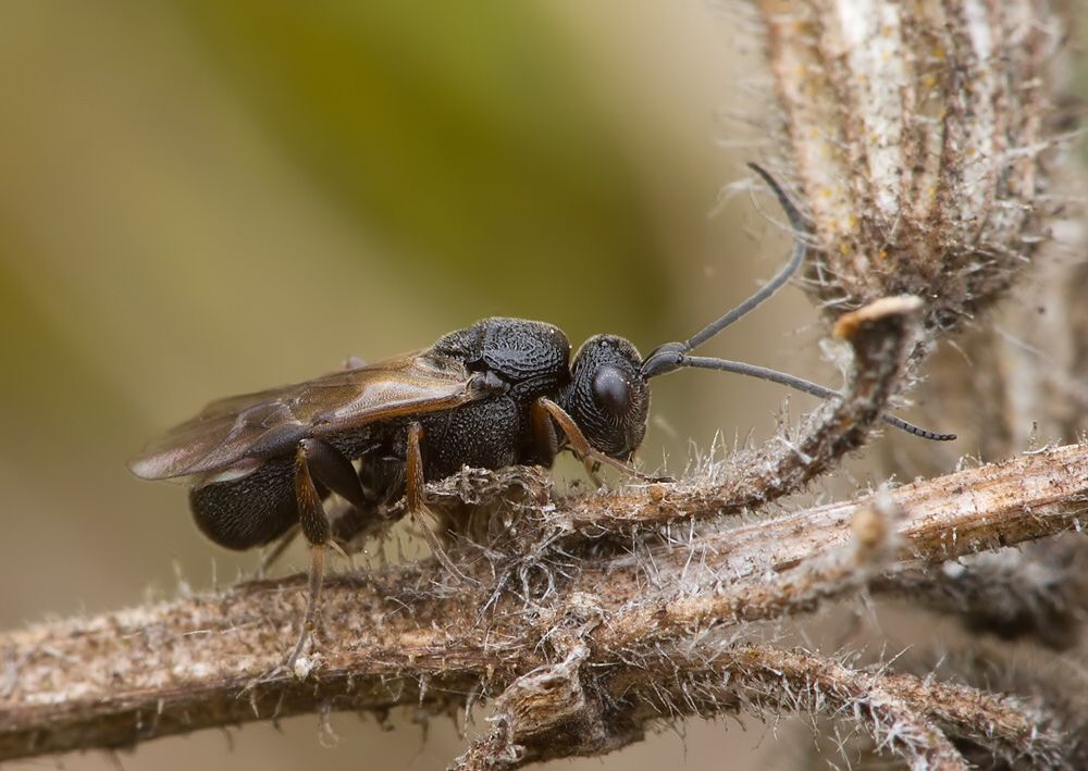 Chelonus sp.