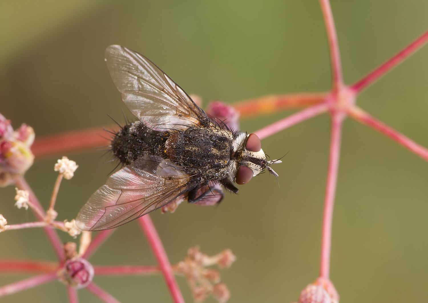 Chetogena acuminata
