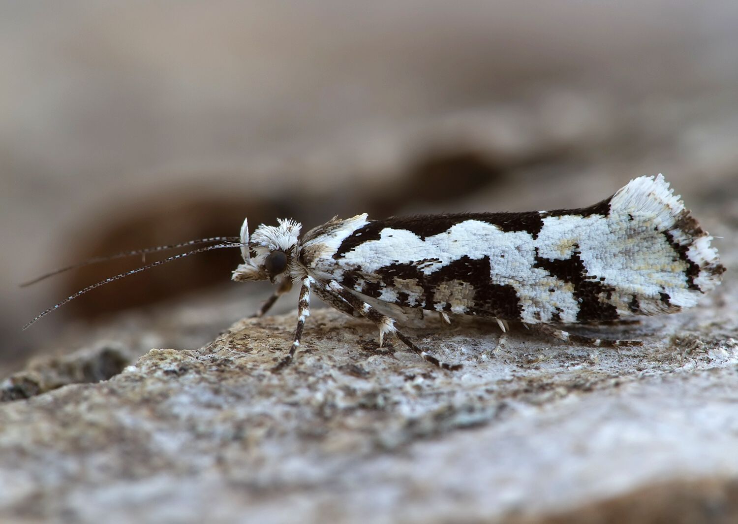 Ypsolopha sequella