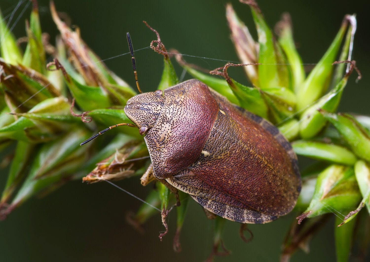 Eurygaster testudinaria