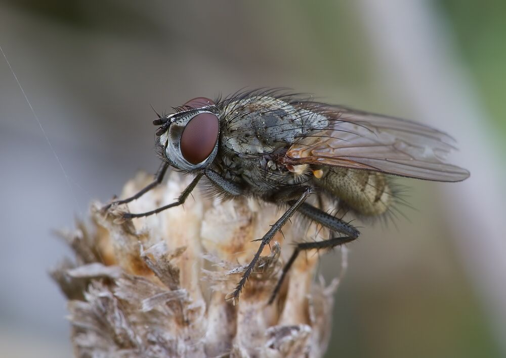 Leucophora personata