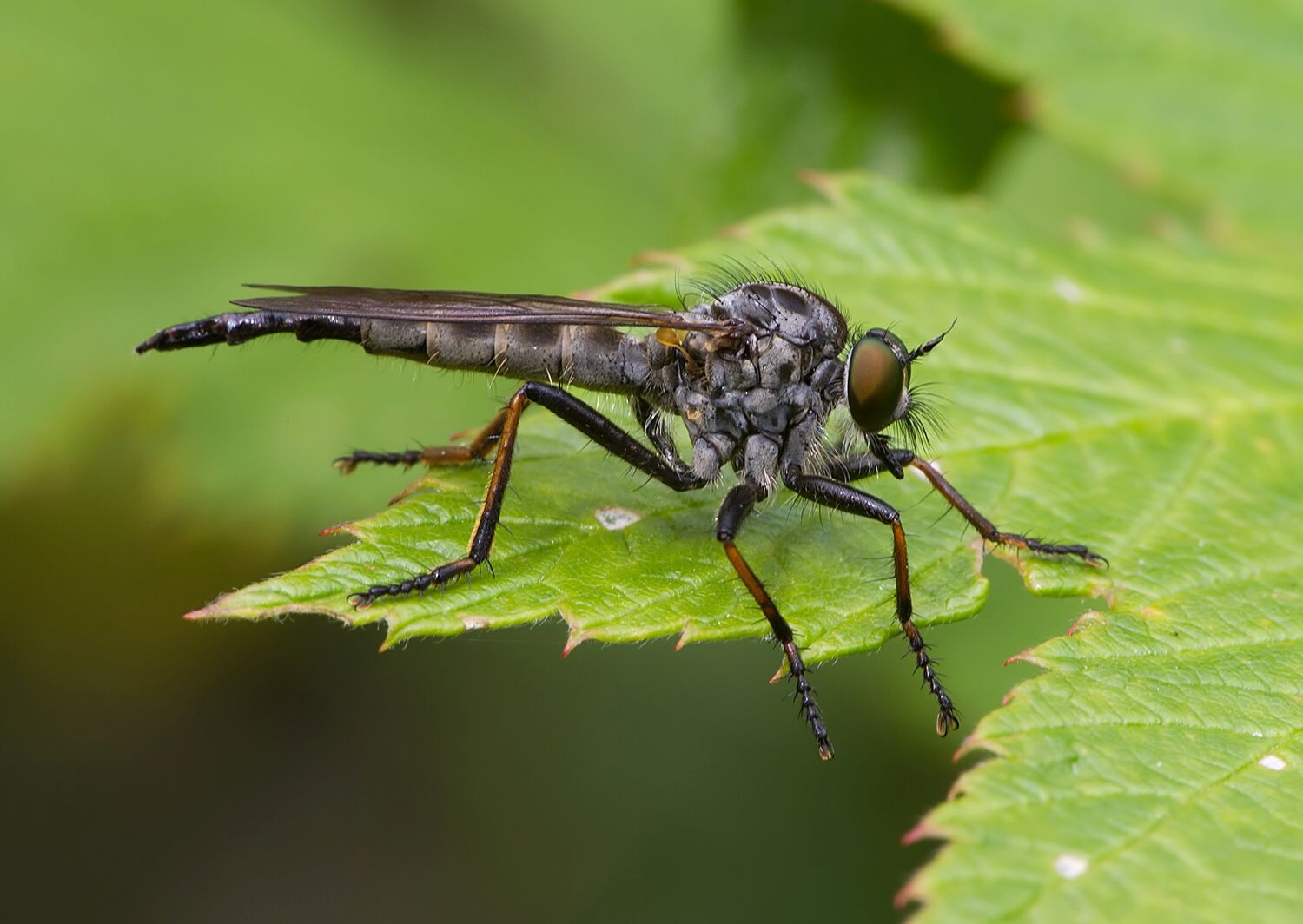 Neoitamus socius