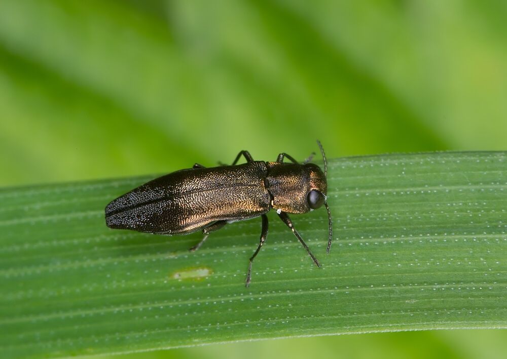 Agrilus hastulifer
