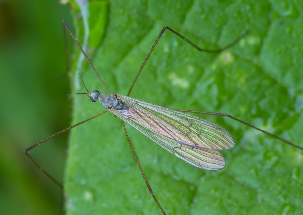 Dicranoptycha cinerascens