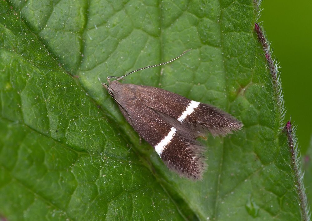 Syncopacma taeniolella cf.