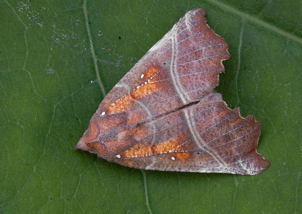 Scoliopteryx libatrix