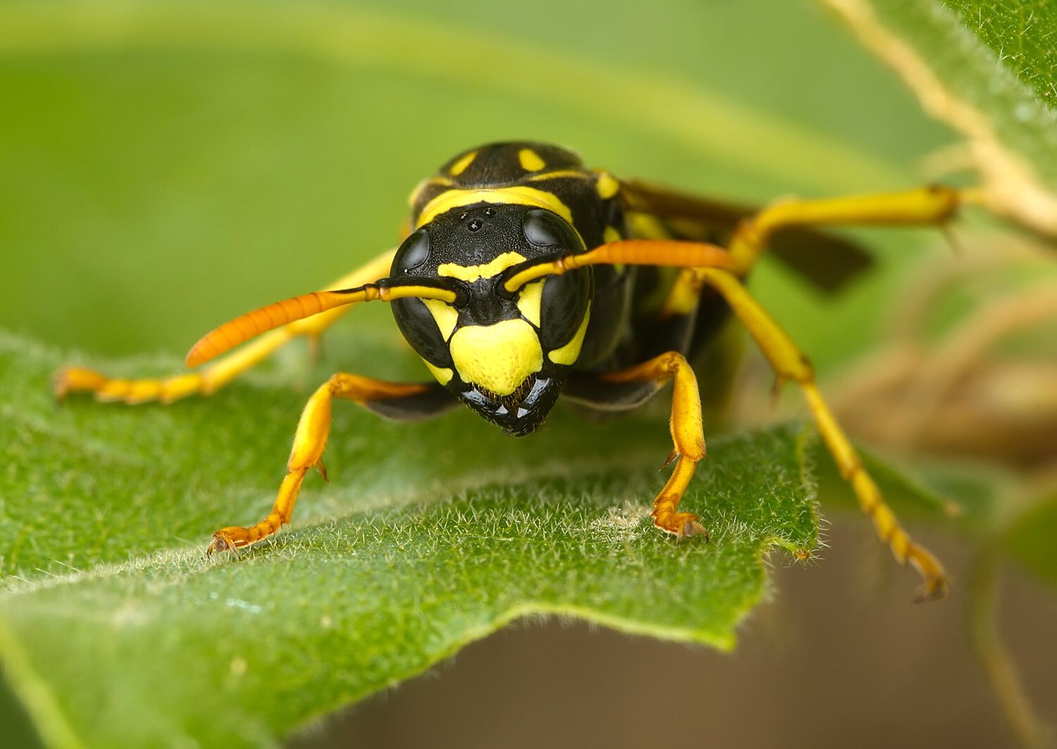 Polistes gallicus