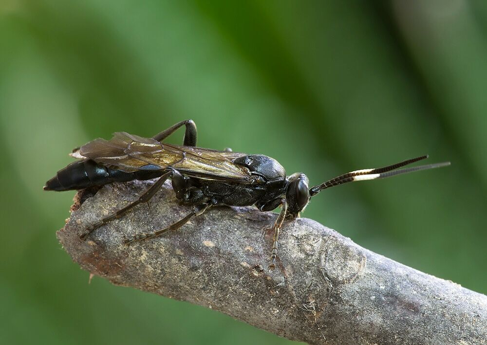 Patrocloides sputator