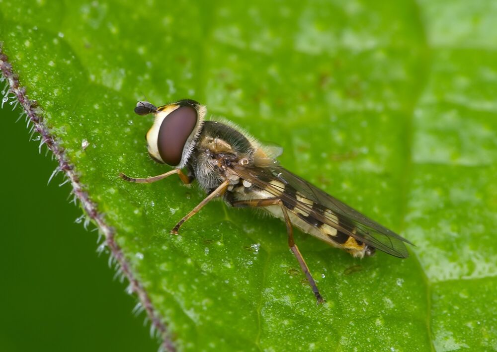 Eupeodes corollae
