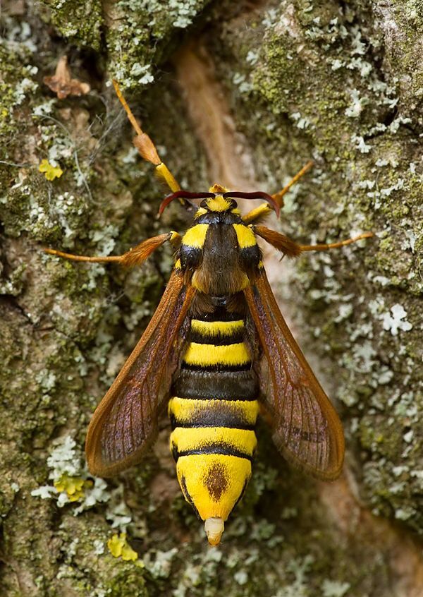 Sesia apiformis