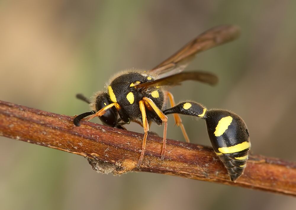 Eumenes pedunculatus