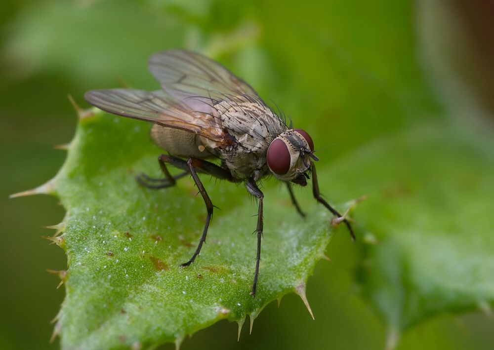 Anthomyia confusanea
