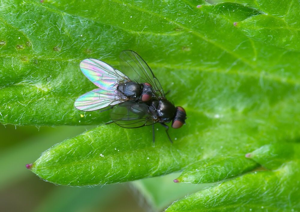 Desmometopa m-nigrum