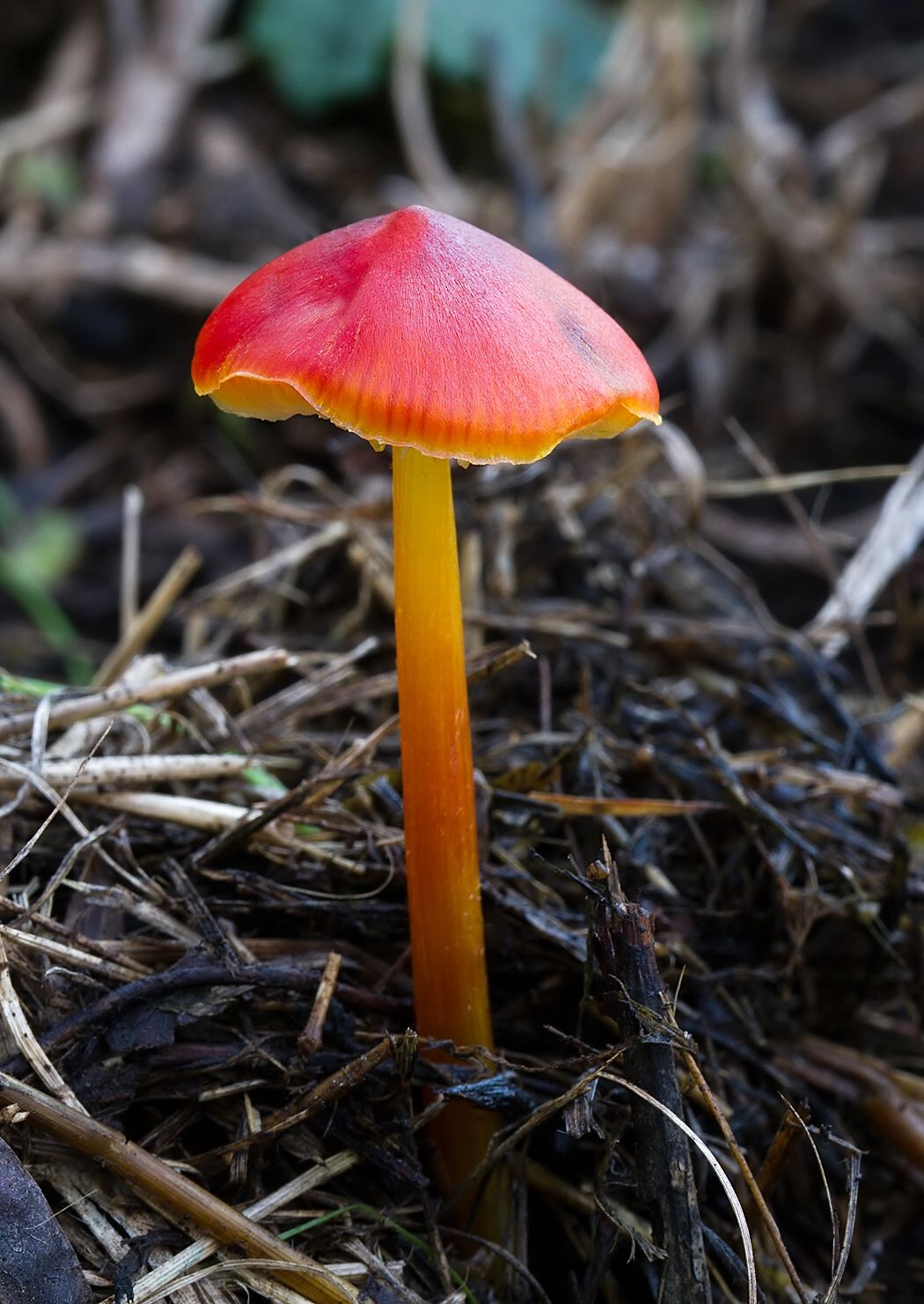 Hygrocybe conica