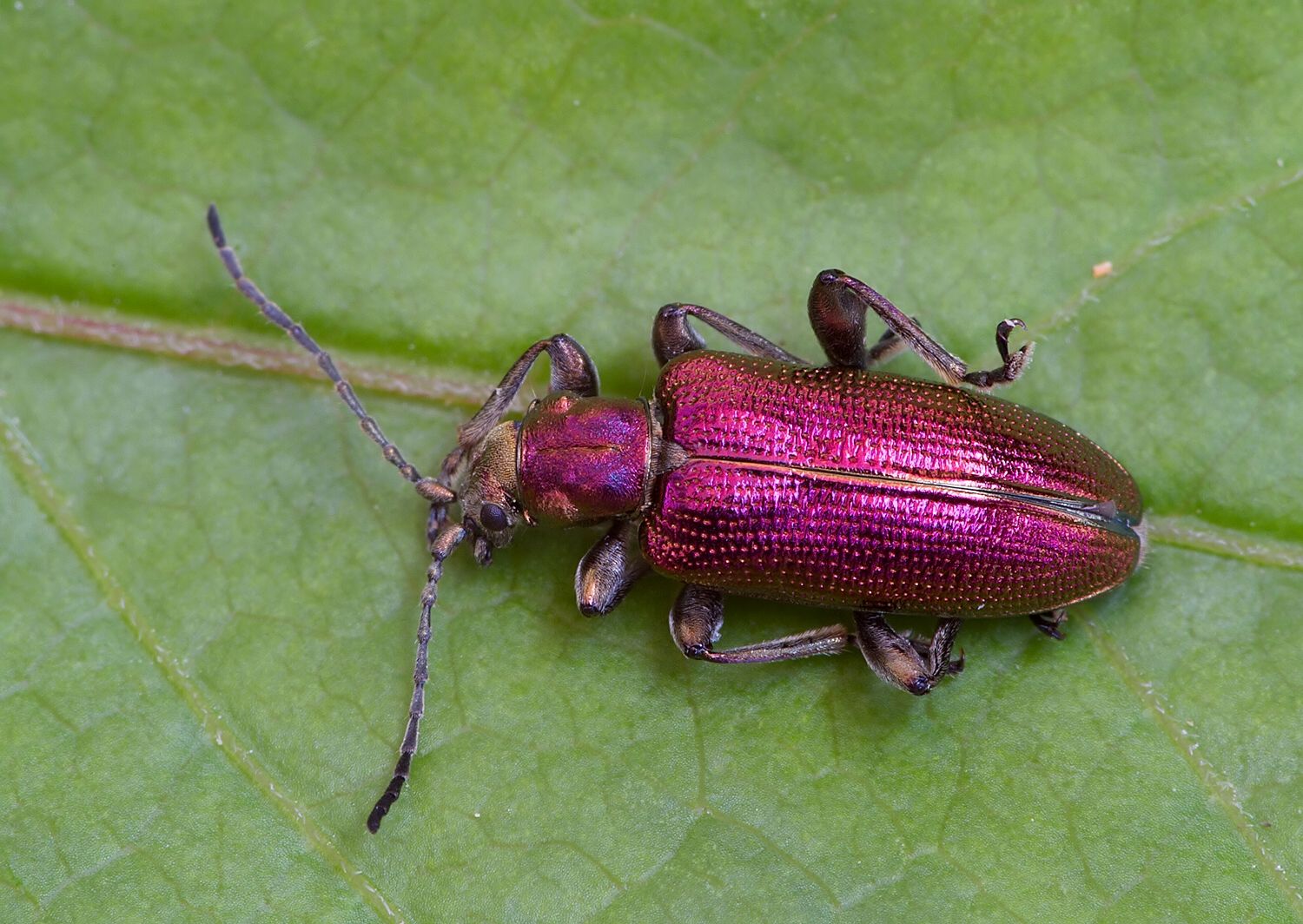 Plateumaris sericea