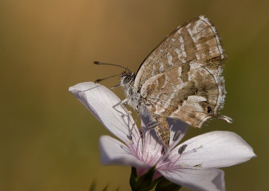 Cacyreus marshalli