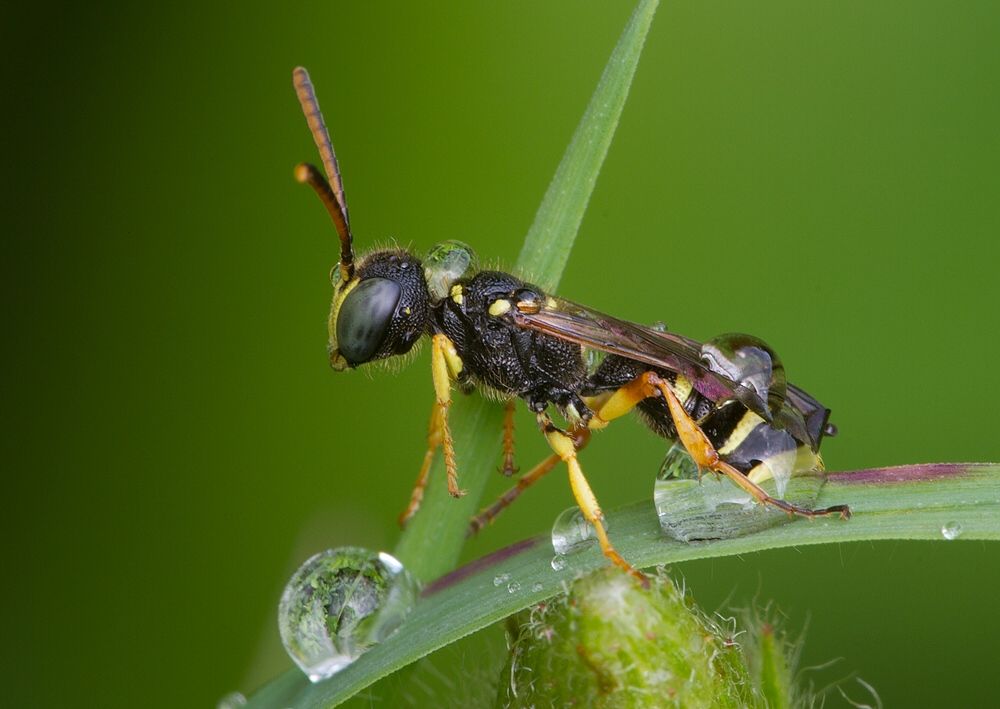 Cerceris arenaria