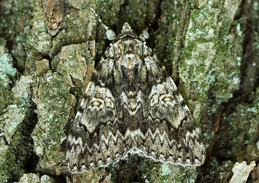 Catocala promissa