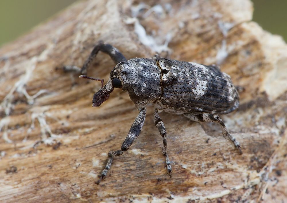 Gasterocercus depressirostris