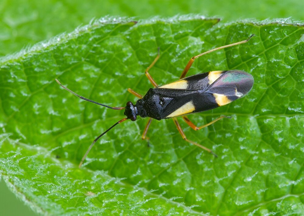 Dryophilocoris flavoquadrimaculatus