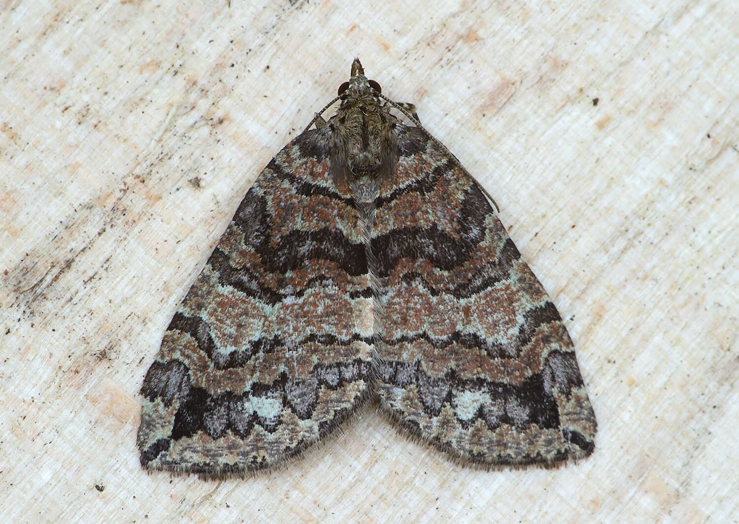 Hydriomena furcata