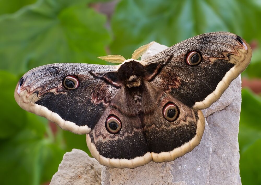 Saturnia pyri