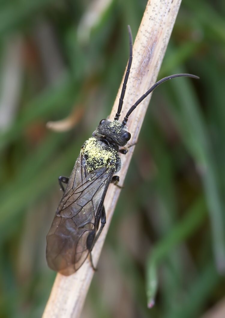 Phymatocera aterrima