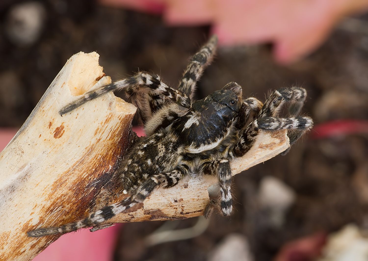Lycosa singoriensis