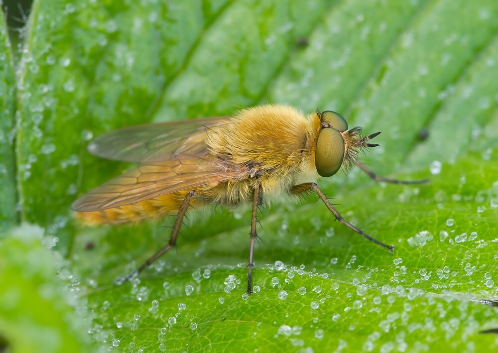 Thereva fulva