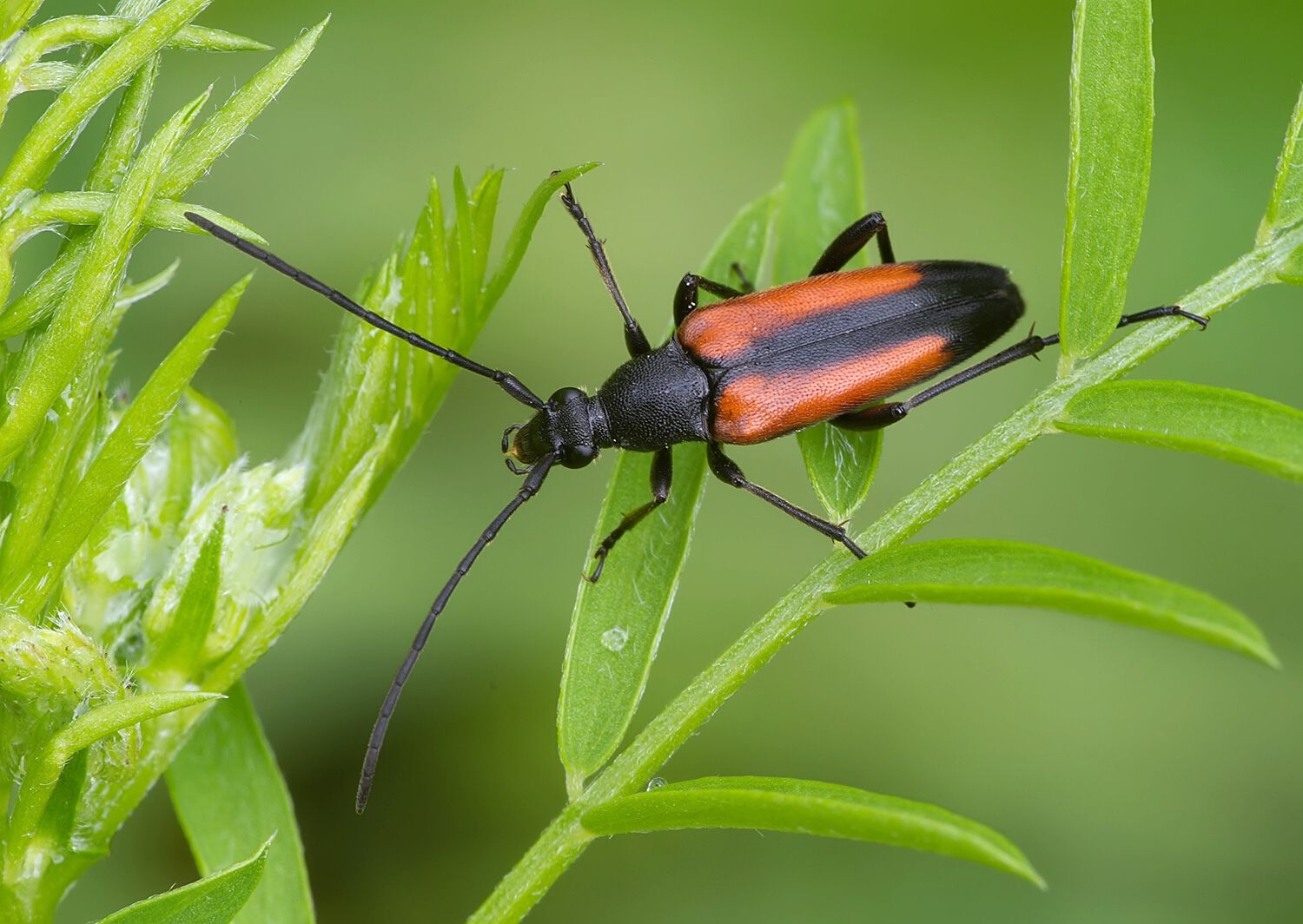 Stenurella melanura