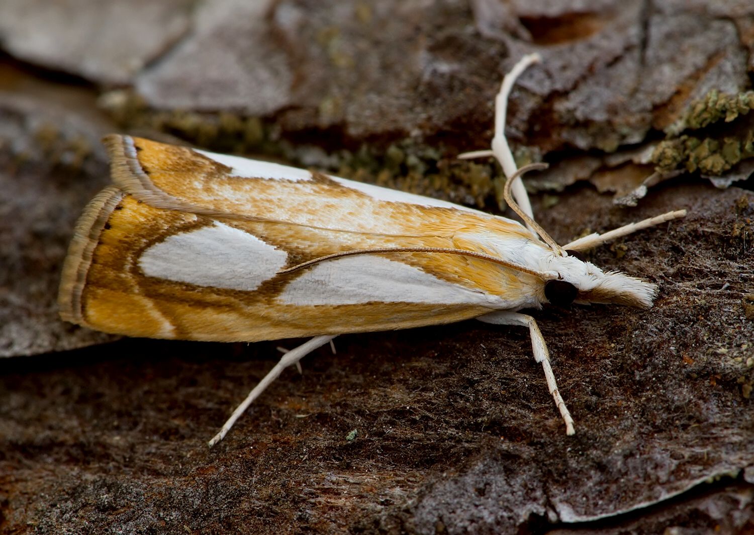 Catoptria pinella