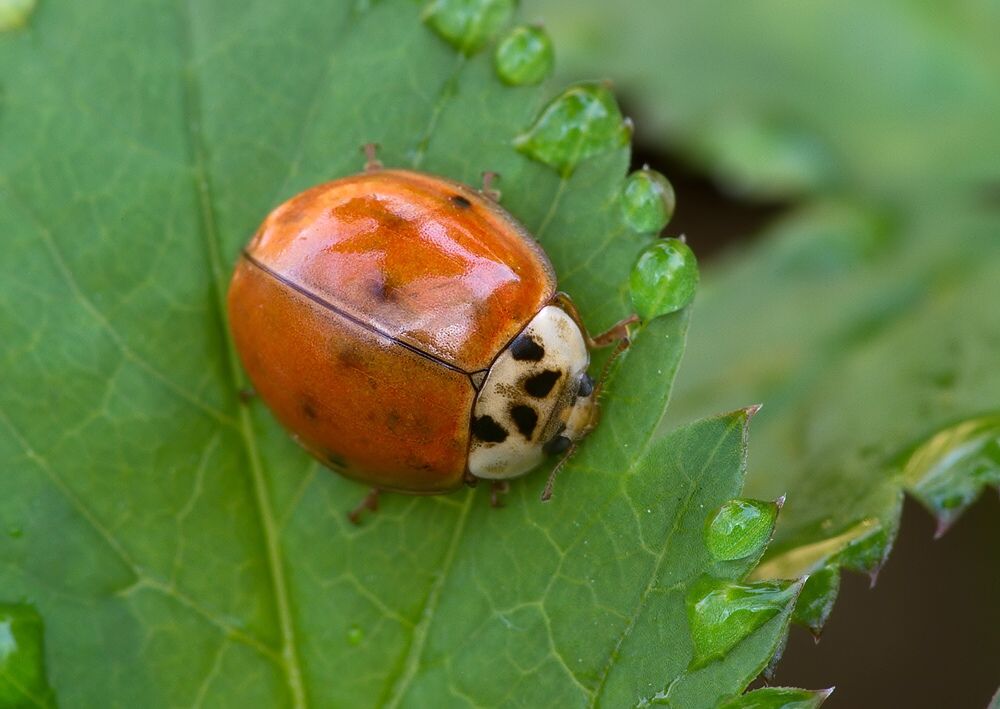 Adalia decempunctata