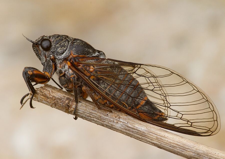 Cicadetta montana