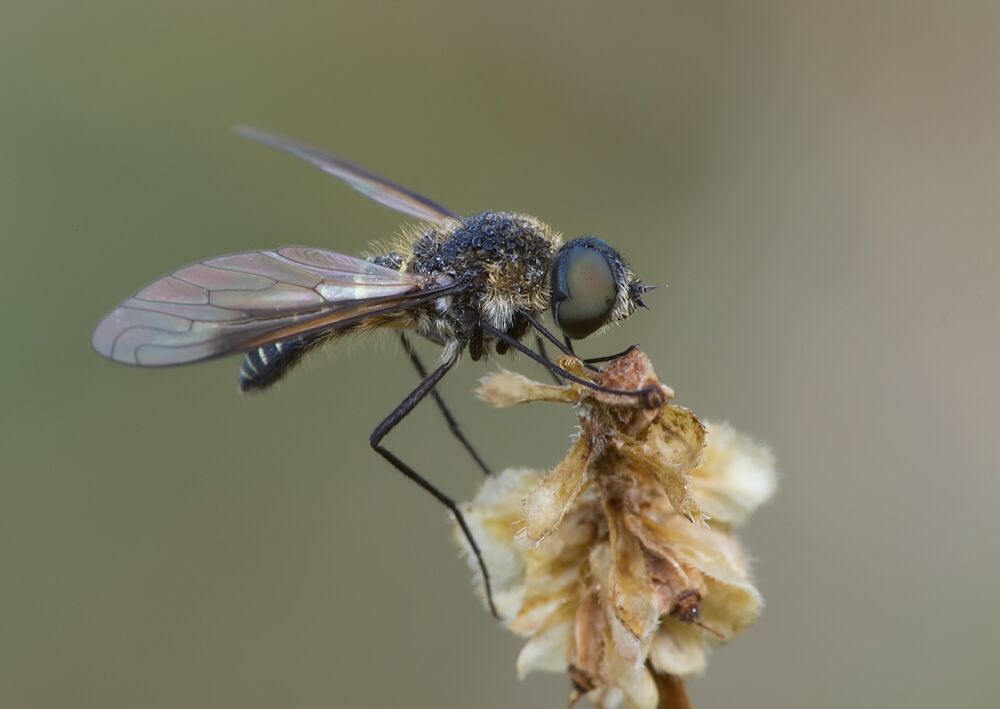 Lomatia lateralis