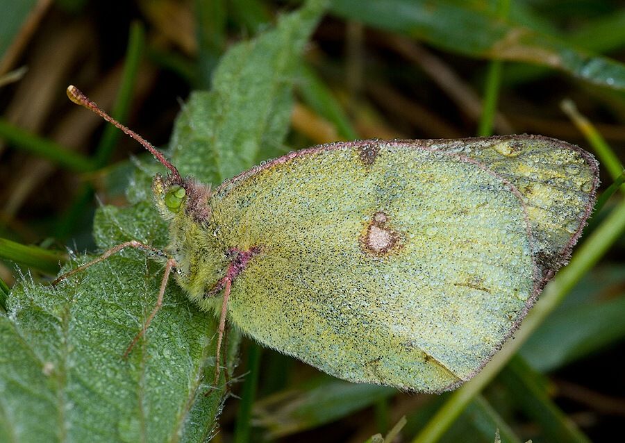 Colias alfacariensis