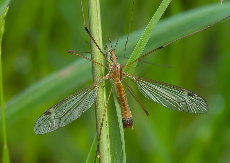 Tipula lunata