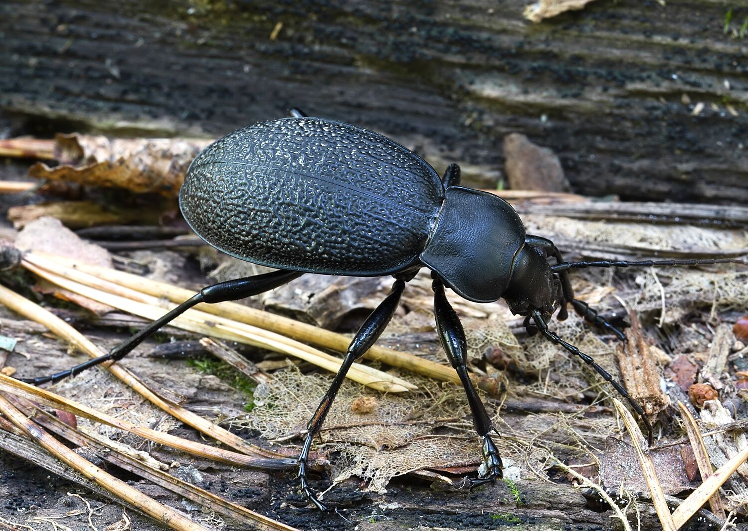 Carabus coriaceus