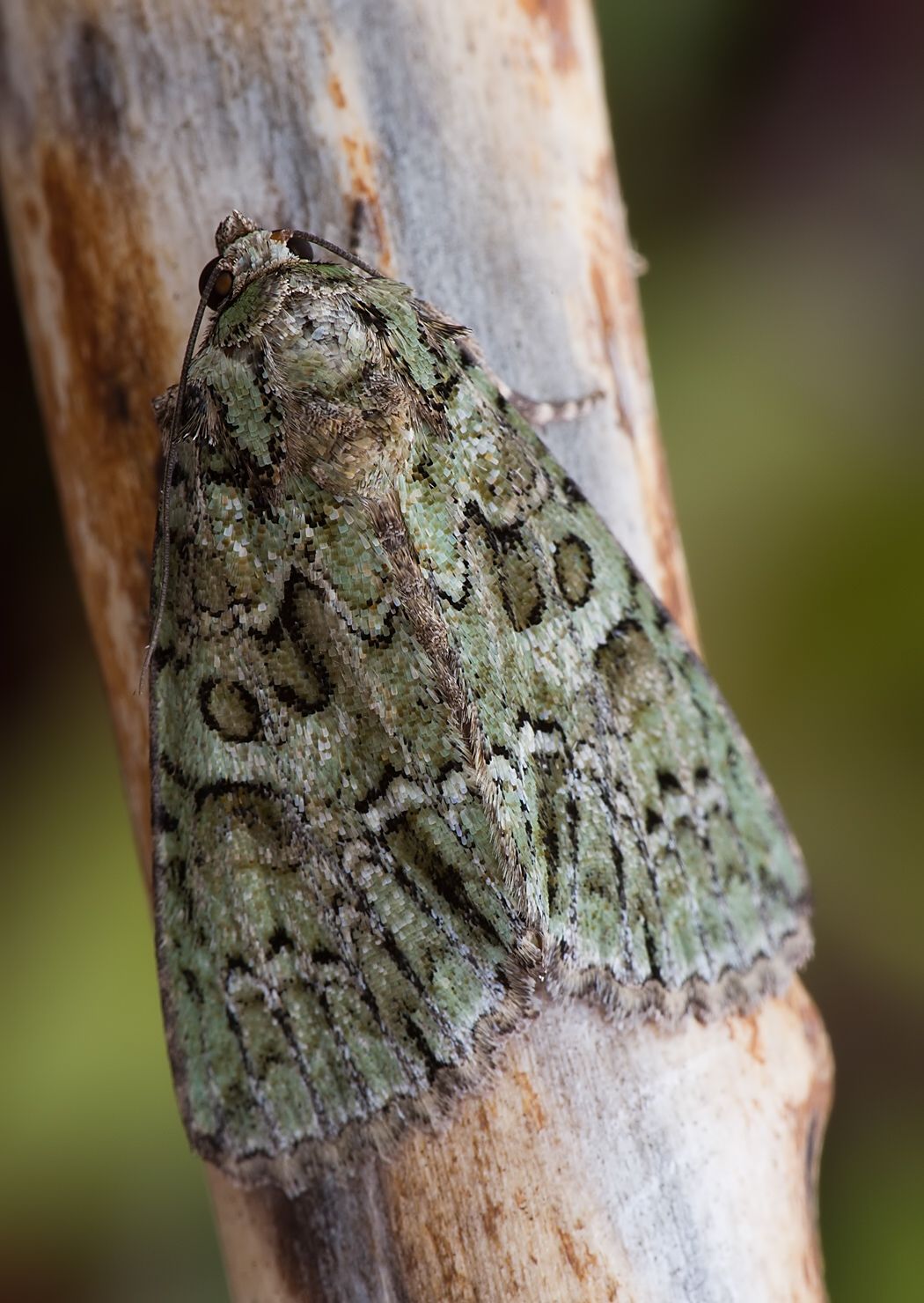 Polyphaenis sericata