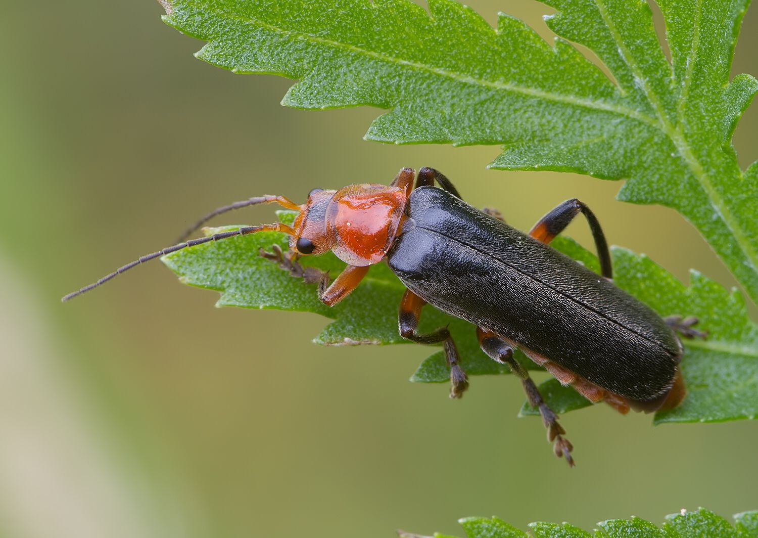 Cantharis livida