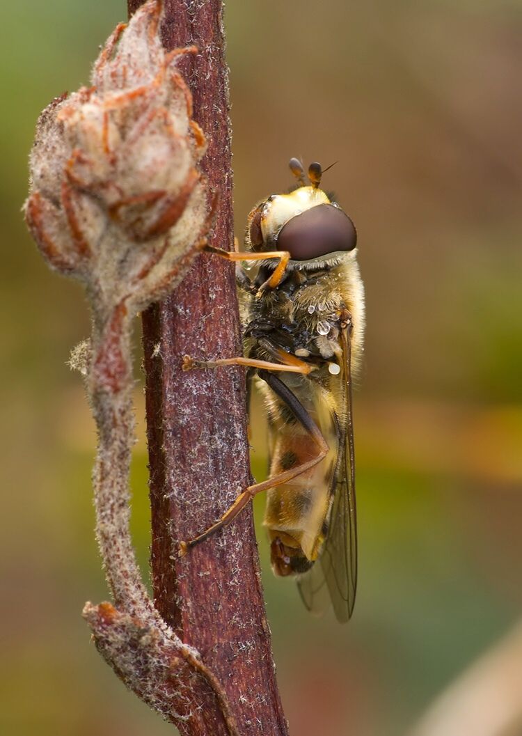 Eupeodes corollae