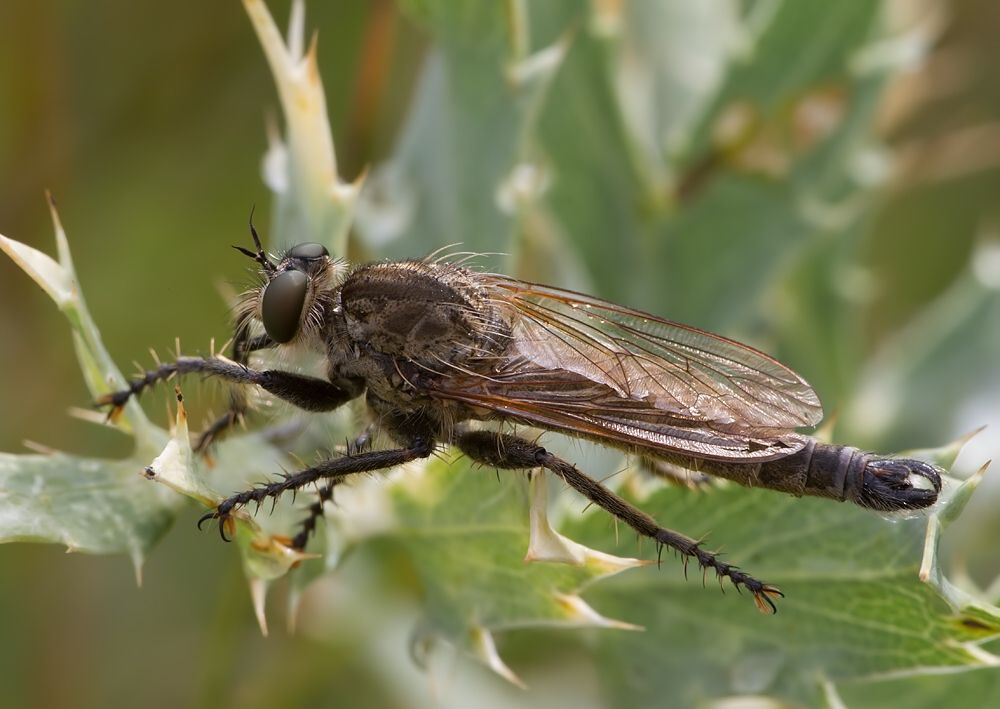 Machimus rusticus