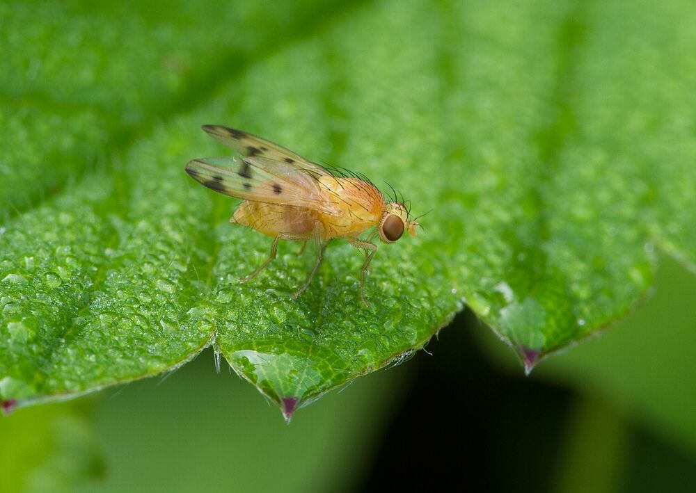 Homoneura notata