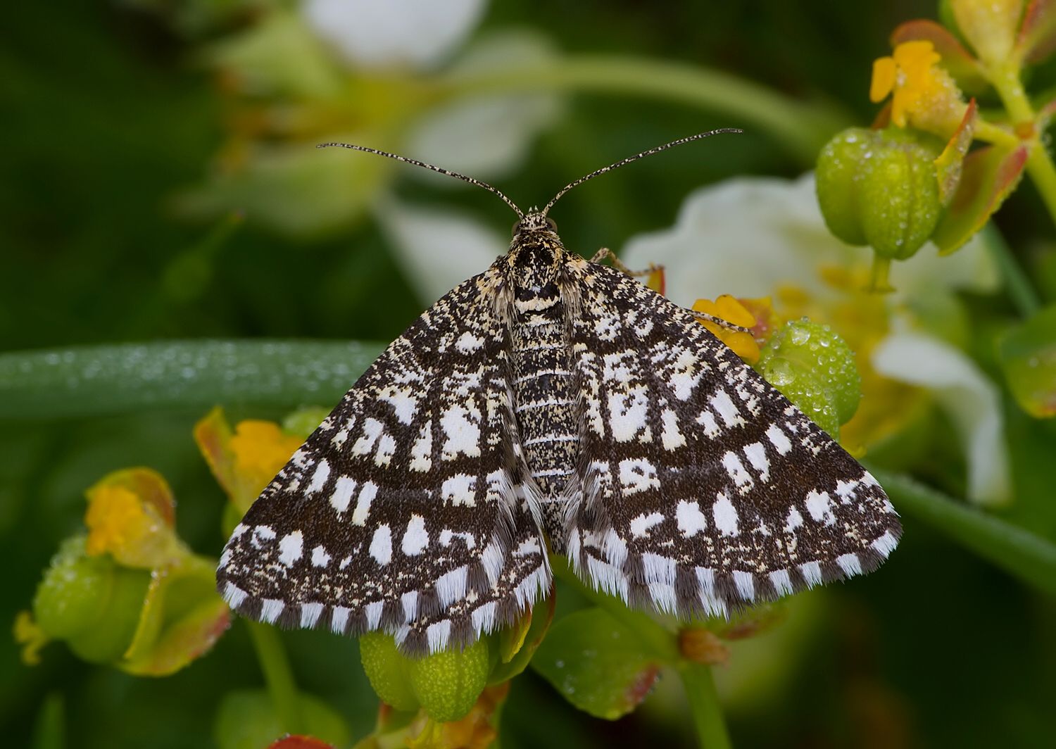 Chiasmia clathrata