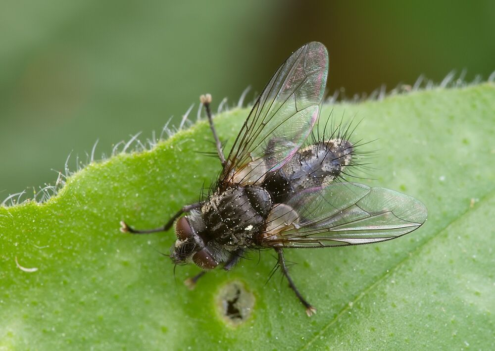 Ethilla aemula
