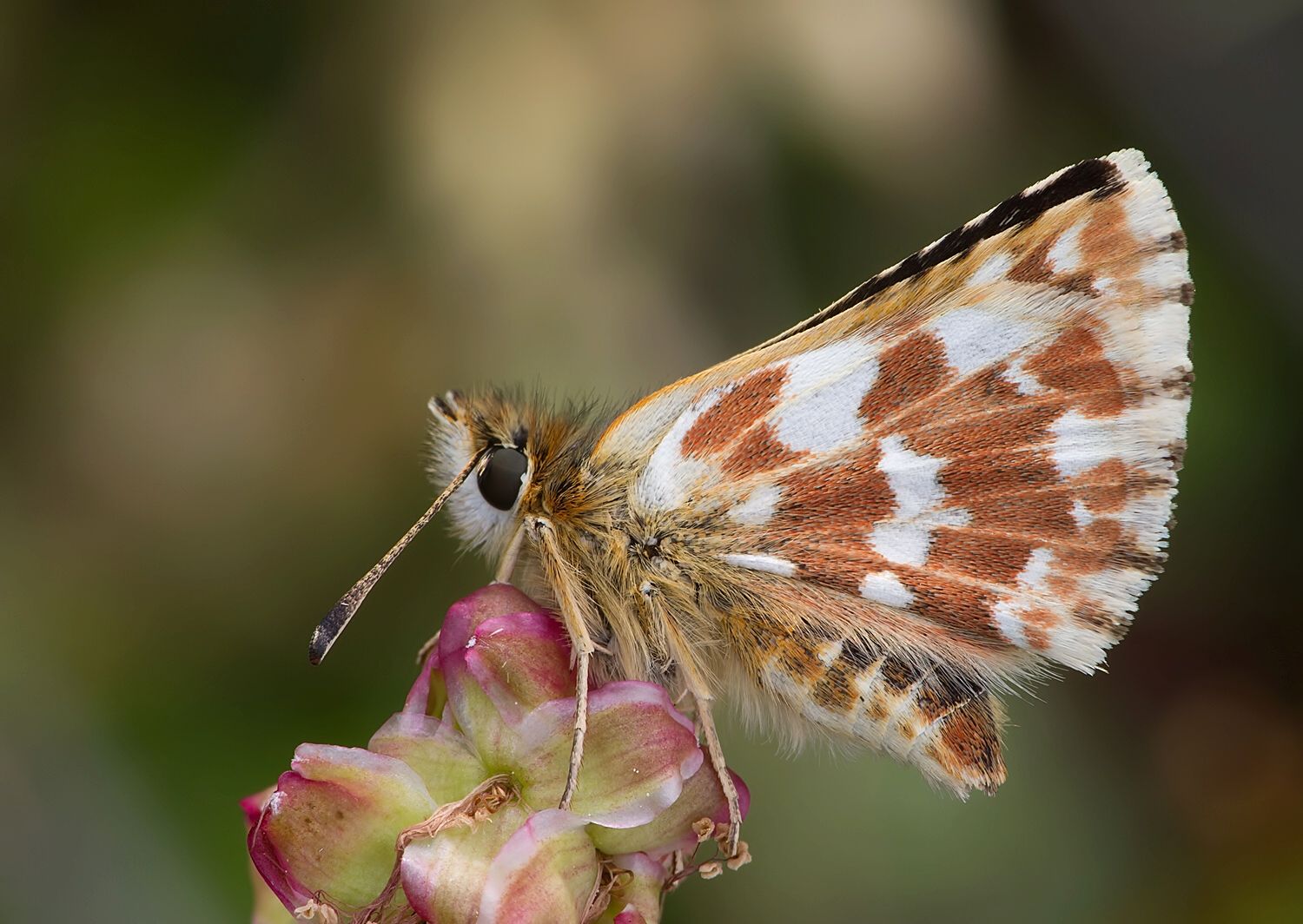 Spialia sertorius