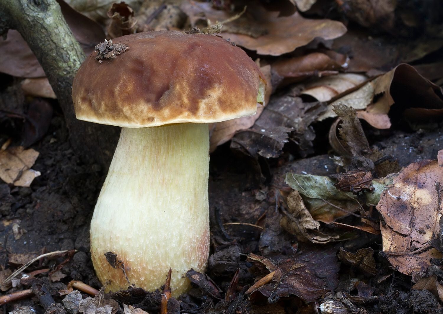 Hemileccinum depilatum