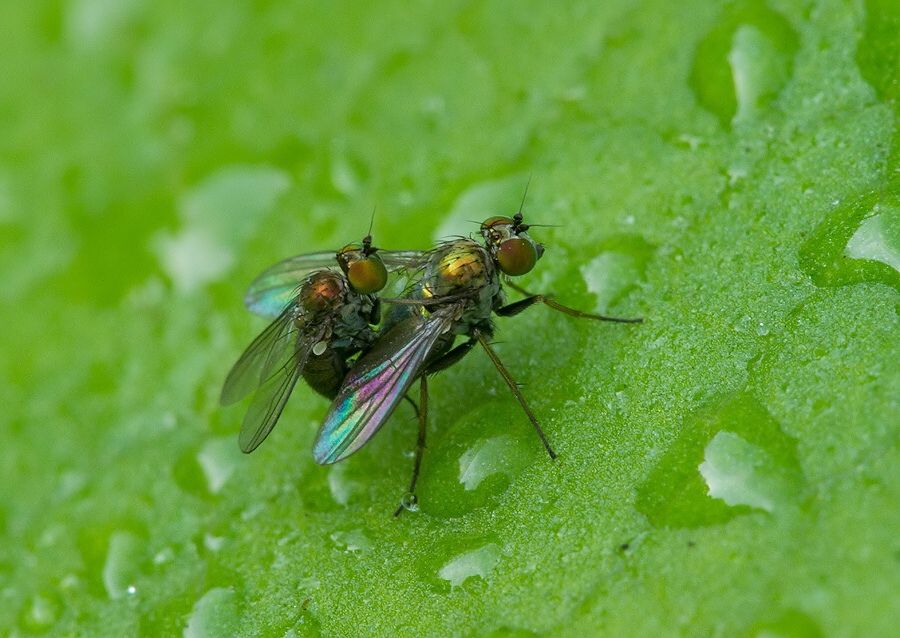 Medetera flavipes cf.