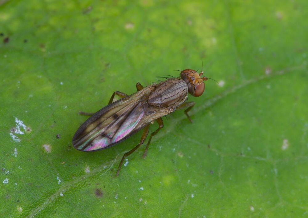 Opomyza germinationis