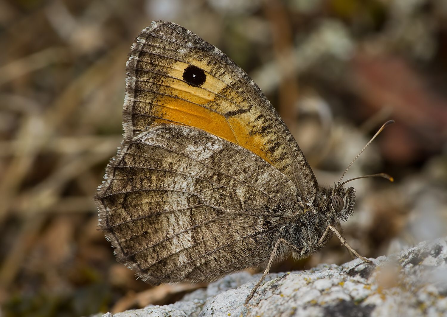 Arethusana arethusa