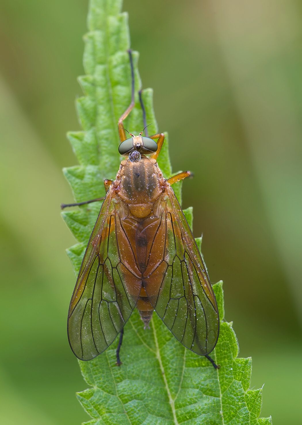 Rhagio tringarius